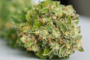 buy THC flower online