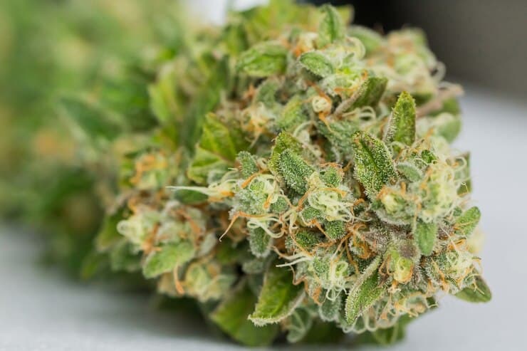 You are currently viewing Buy THC Flower Online – Fresh, Potent, & Delivered Fast