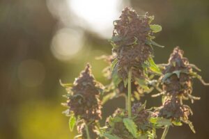 cheap weed online
