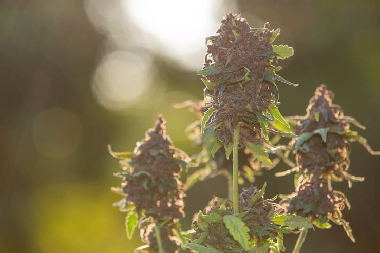 You are currently viewing Feel So Green: The Best Place to Buy Cheap Weed Online