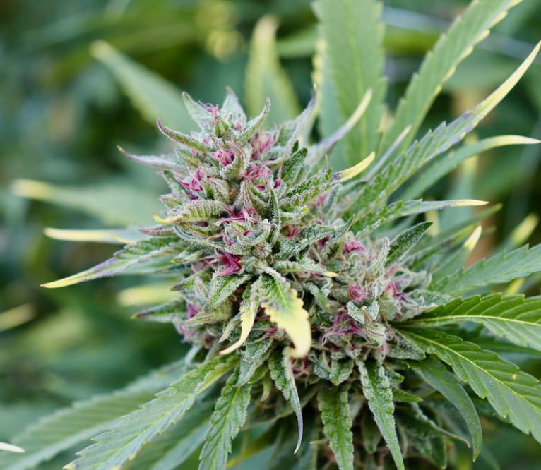 cuando-florece-la-marihuana-1 cuando-florece-la-marihuana-1